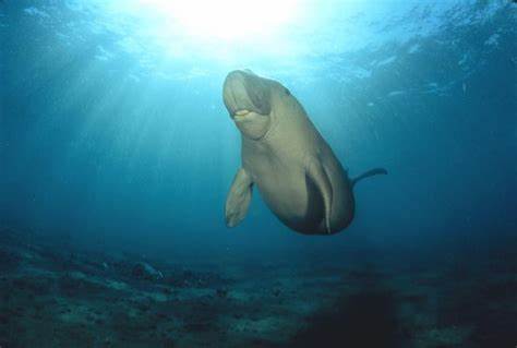 Trivellazioni Eni: a rischio una riserva della biosfera protetta dall’Unesco